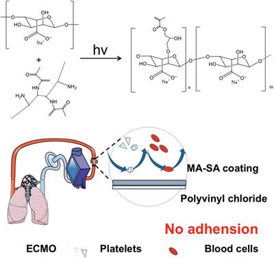 Sodium alginate-hydrogel coatings on extracorporeal membrane oxygenation for anticoagulation